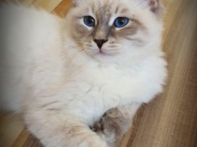 Neva Masquarade Katzenbaby Reinrassige Sibirische Neva