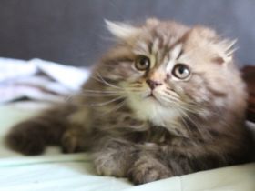 Unser süßer Kater suchet ein neues schönes zu Hause :)