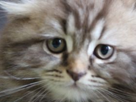 Unser süßer Kater suchet ein neues schönes zu Hause :)