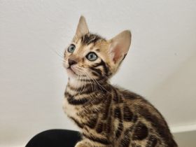 Hallo Meine Katze Zazu hat am 26.03.22. vier gesunde