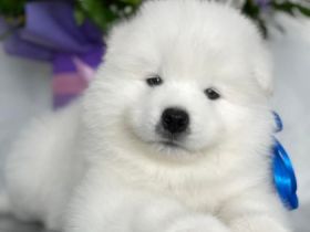 Unsere schöne Hündin hat im März wunderschöne Welpen