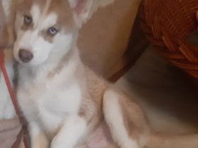 Guten Tag Unsere reinrassige Sibierien Husky Hündin hat