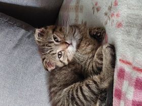 Unsere Spssen, geboren am 26.04.22 dürfen in neue