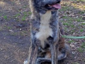 Jinsai, Aufgrund von Zucht Verkleinerung und privaten