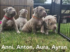 Liebe Bullyfreunde herzlich willkommen! Am 05.05.2022