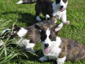 Die polnische Züchterin Iza Glowacka (spricht sehr gut