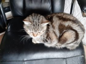 Frau Merkel und Herr Schröder haben Nachwuchs. Black