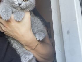 Hallo liebe Katzenfreunde. Endlich hat unsere Kätzchen