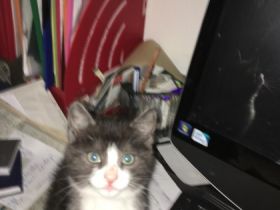 4 Mischlingskatzen, Baby Katzen sind 12 Wochen alt.