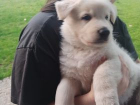 Guten Morgen. Biete hier einen weißen Schweizer