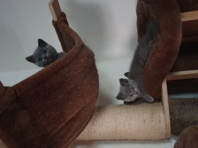 Hallo unsere Kitten 1 Katze und 3 Kater wurden am 24.3