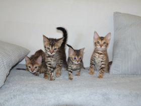 Reinrassige Bengal Kitten mit Stammbaum Zuchtfrei EU