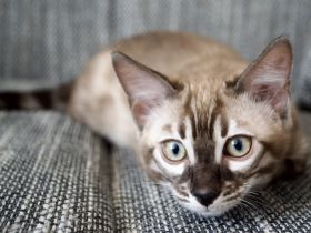 Am 1.3.22 hat unsere Nofri 3 Söhne geboren. Einen in