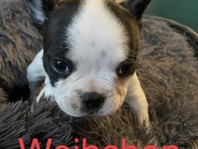 American Bully Pocket Welpen. Wir unsern Alter erreicht