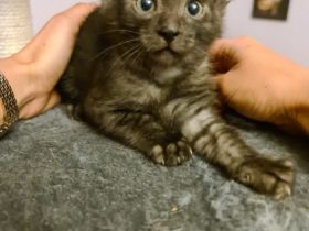 Wunderschöne und typvolle Ägyptische Maus abzugeben. 2