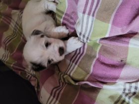 Hallo , wir suchen ein Liebevolles neues Zuhause für