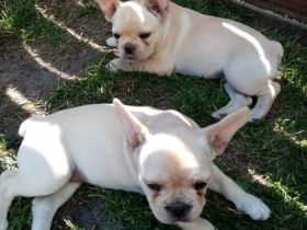 Wünderschöne Französische Bulldoggen Welpen mit