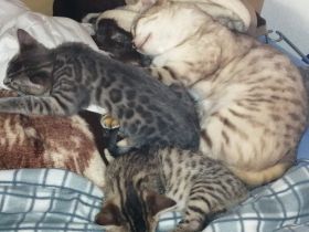 Wir suchen für unsere kleinen Bengalkater in blue