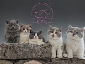 Von den Schneebärchen