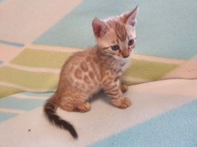 Unsere Katze Alisa hat am 21.04.2022 wundervolle Kitten