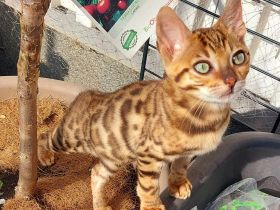 Hallo wir verkaufen unsere schönen und lieben