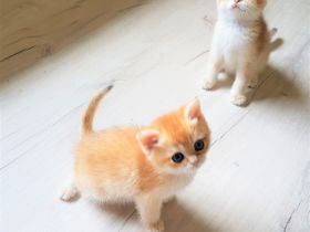 Unserer Reinrassige süßen goldene Bkh Kätzchen, geb. 03