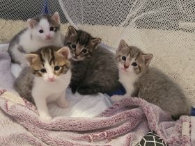 Unsere Mira hat am 27.4.2022 4 gesunde Kitten zur Welt