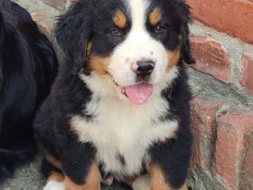 Noch einer unserer süßen Bernies sucht ab Ende Juni ein