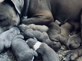 American Staffordshire Terrier blue line