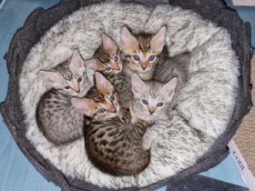 Unsere molli hat am 11.5, fünf zucker süße Kater zur