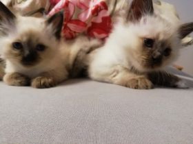 Beschreibung 5 reinrassige Heilige Birma Kitten (2