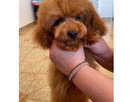 Roter männlicher Pudel- toy -Pudel, geboren 1. Dezember