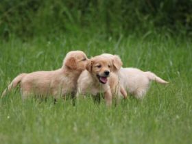 Wir haben wunderschöne Welpen der Rasse Golden Retriver