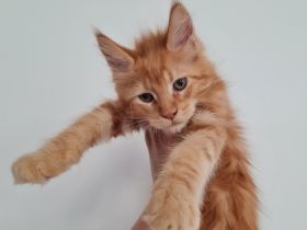 Unsere 4 zauberhaften verschmusten Typvollen Maine Conn