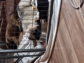 Hallo liebe Tierfreunde. Meine Malinois Hündin hat am