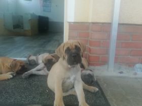 Wir suchen für unsere Welpen neue Familien auf