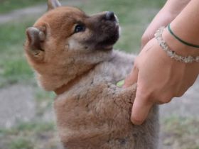 Wunderbare Welpen warten auf ihre neue Familie! kurze &