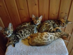 Super süße reinrassige Bengal Kitten ab sofort in gute