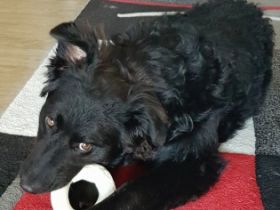 Wir suchen für unsere hübsche Lilly ein neues Zuhause