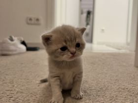 Unsere BKH Katze Nala hat am 10.05 drei gesunde Kitten