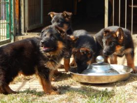 Deutsche Schäferhundwelpen aus Kör- und Leistungszucht