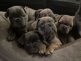 Reinrassige französische Bulldoggen Welpen. Es sind