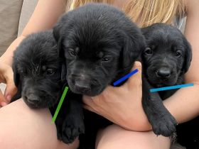 Unser süßen Hundewelpen suchen ein liebevolles neues