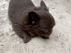 Hallo ihr Lieben, Aus unserem Zwinger vom Porta Blick