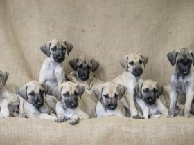 Wenn sie sich für einen Sloughi als Gefährten