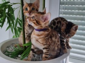Hallo, Unsere Bengalkatze Mirabella hat am 17.04.2022 5