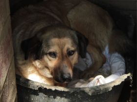 Hündin Millie / derzeit noch in Griechenland