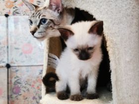 Der 1. Käterchen (Chocolate point) ist sehr neurierig,