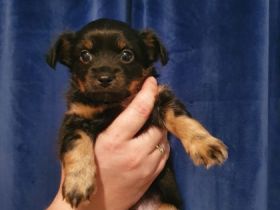 Hallo, wir sind 5 kleine langhaar chihuahua und am 11