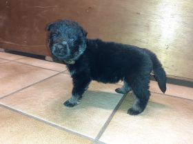 Abgabebereit mit der Vollendung der 8. Woche. Wurftag